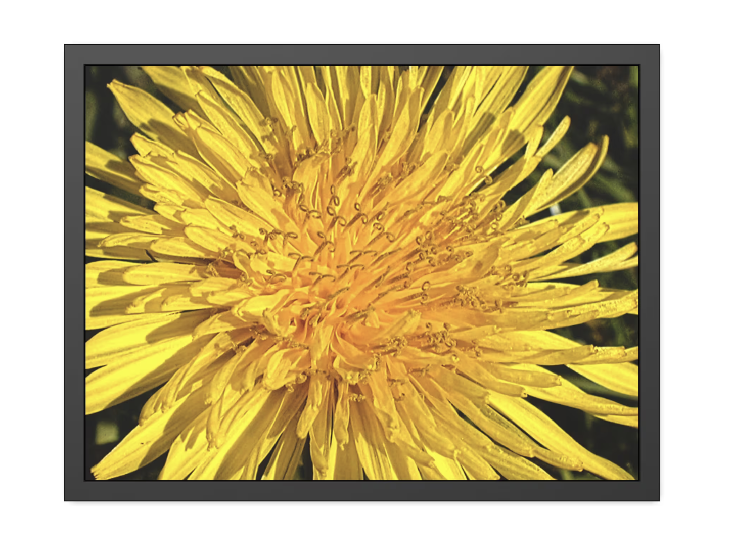 A Framed Photographic Print of a Dandelion up-close, Nature photos